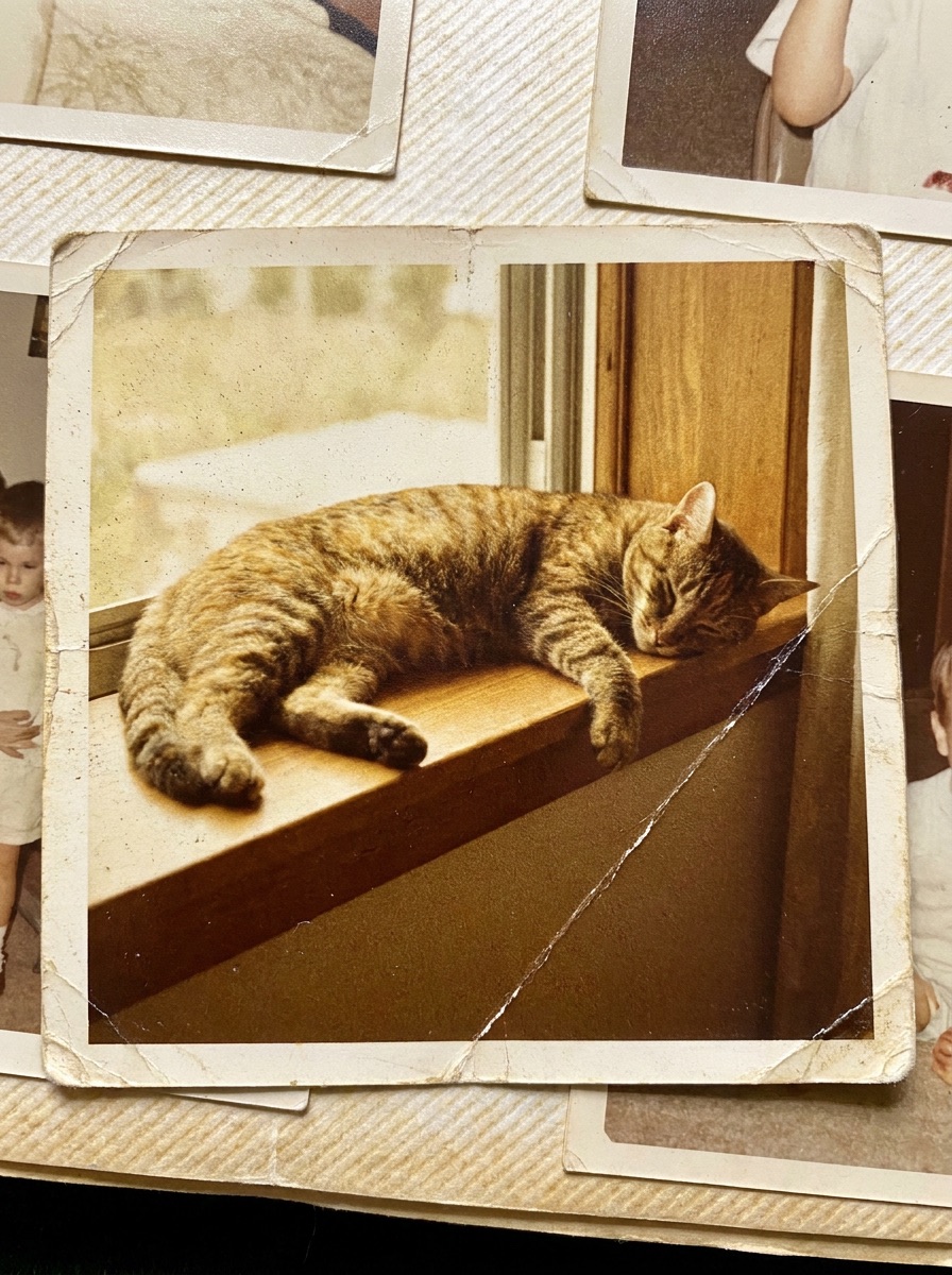 Старое фото кота, оживлённое нейросетью: кот потягивается и зевает, Kling 3.0